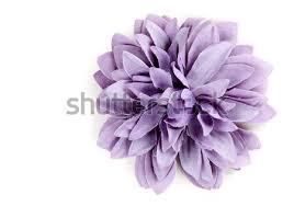 Abstract floral background, purple carnation flower. Purple Flower Stock Photos Stock Images And Vectors Stockfresh