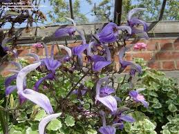 Image result for Brillantaisia cicatricosa