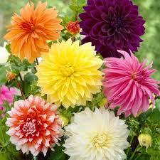 We did not find results for: Hot Sale Real The Blue Dahlia Decorative Dinner Plate Dahlia Perennial Dahlia Flower Dahlia Bulbs For Planting 2 Pcs Dahlia Tubers Flowers Patio Lawn Garden Urbytus Com