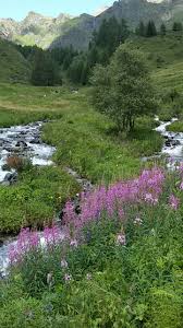 Case Di Viso Ponte Di Legno Italia Cool Places To Visit Scenery Travel Enthusiasts