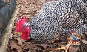 The Best Rooster Breed For Your Flock Backyard Poultry