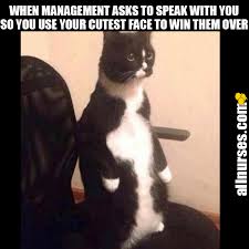 Pin By Juan Fernandez On Nursing Humor Funny Animal Jokes Cat Stands Cats