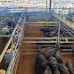 Final Prime Cattle Sale  — Tamworth Livestock Agents event image