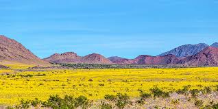 Although there are still expansive fields of desert gold (geraea canescens) along the badwater road, as well as carpets of sand verbena (abronia villosa) from mile marker 42 to the end of the road, many of the other flowers in this area are past their peak. Death Valley Super Bloom 2016 Photograph By Peter Tellone