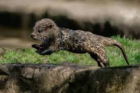 Hd Wallpaper Animal Otter Baby Animal Wildlife Wallpaper Flare Join now to share and explore tons of collections of awesome wallpapers. animal otter baby animal wildlife