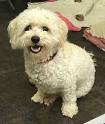 Bichon Frise Club of San Diego - Bichon Rescue