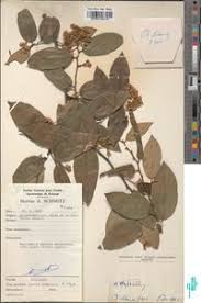 Image result for Grewia schmitzii