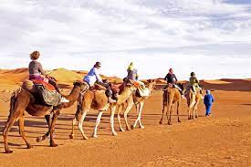 Camels have many adaptations that allow them to live successfully in desert conditions. Is Camel Riding Ethical How To Have A Cruelty Free Camel Riding Experience