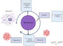 Can Compounds of Natural Origin Be Important in Chemoprevention? Anticancer  Properties of Quercetin, Resveratrol, and Curcumin—A Comprehensive  Review