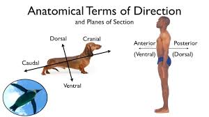 Divides the body into superior (upper) and inferior (lower) portions. Anatomical Terms Of Direction And Planes Of Section Youtube