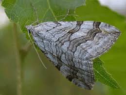 Image result for Aplocera efformata