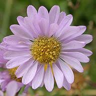Image result for Eriosema decumbens