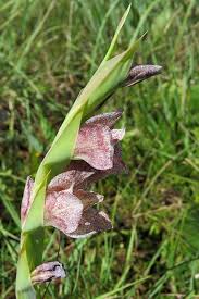 Image result for Conostomium natalense