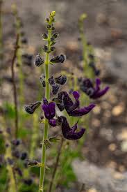 Image result for Equilabium