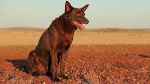 Australia S Favourite Red Dog S True Star Dies Dogs Dog Life Dog Illnesses