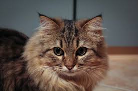 How do maine coon cats cost? How Much Do Maine Coons Cost Price Of Maine Coons Petslok