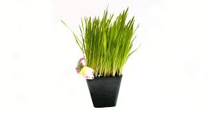 Rye hay loses palatability and protein content rapidly after flowering. Thunder Acres Cat Grass Blend Wheat Barley Oats And Rye Seed Mix Non Gmo Certified Organic Bonus Cat Toy Walmart Com Walmart Com