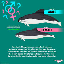 Image result for Daknopholis