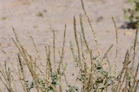 Image result for Chascanum