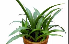 Image result for Sansevieria dooneri