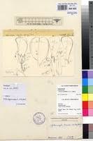 Image result for Sphenostylis briartii