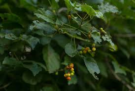 Image result for Allophylus africanus