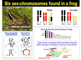 Frog with six sex chromosomes provides clues to evolution of complex XY  systems