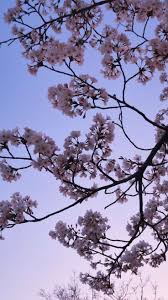 We have a lot of different topics like we present you our collection of desktop wallpaper theme: Cherry Blossom Aesthetic Wallpaper Hd Iphone 736x1309 Wallpaper Teahub Io