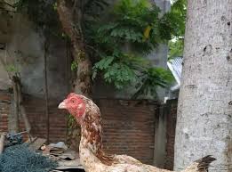 Terbaru 14 Gambar Ayam Betina Birma Salah Satu Contoh Ayam Burma Super Tersebut Adalah Dapat Dilihat Pada Gambar Di Bawah Ini Atau Ayam Betina Gambar Betina