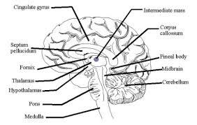 Learn how to draw nervous system pictures using these outlines or print just for 195x385 diagram of the nervous system for kids nervous system. Draw A Diagram Of A Vertical Section Of The Human Brain Class 11 Biology Cbse