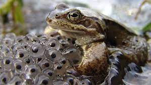 Find images of frog eggs. A Frog S Clutch Of Eggs Numbers Frequency Survival Frogpets