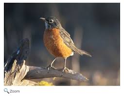 Image result for Turraea vogelii