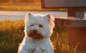 More images for orange and white dog » Wallpaper Furry White Dog Sunshine Bench 5120x2880 Uhd 5k Picture Image
