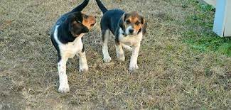 Beagle Lab Mix What You Need To Know Puppyfaqs