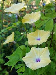 Image result for Ipomoea tuberculata