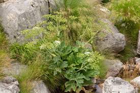 Image result for Afroligusticum