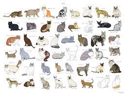 Different Cat Breeds Cat Breeds Cat Breeds Chart Types Of Cats