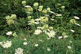 Image result for Agrocharis pedunculata
