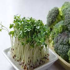 The most common reasons sprouts develop mold are poor ventilation and not being rinsed enough. Broccoli Sprouting Seeds International Specialty Supply