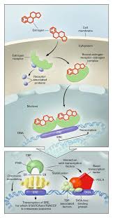 Image result for Tissue-selective Estrogen Complex
