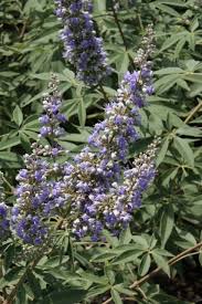Image result for Vitex