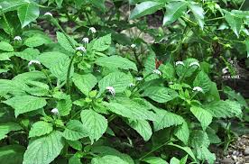 Image result for Heliotropium indicum