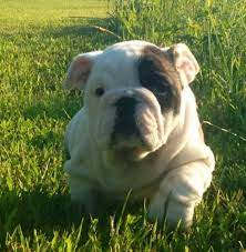 We are committed to producing genetically healthier olde english bulldogge puppies. Christmas 2013 Litters Uwharriebulldogs Com English Bulldog Bulldog Animals