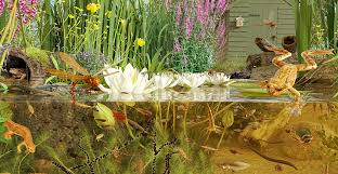 Seven simple ways to create a wildlife-friendly garden | Natural History Museum