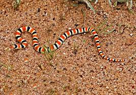 Banded Sand Snake By Bob Bales Snake Beautiful Snakes Amphibians