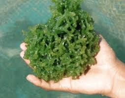 Image result for Kyphocarpa cruciata