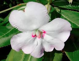 Image result for Impatiens burtonii