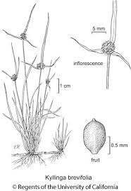 Image result for Kyllinga appendiculata