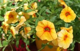 Las plantas colgantes de pleno sol son las que se dejan colgadas en soportes para plantas en lugares donde el sol incide directamente sobre ellas, todo el día. 9 Flores Colgantes Para Balcon O Terraza Jardineria On