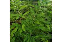 Image result for Coniogramme africana